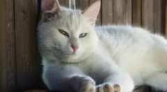 Inteligentné, hudobné, emocionálne: úžasné plemeno anatoolské mačky